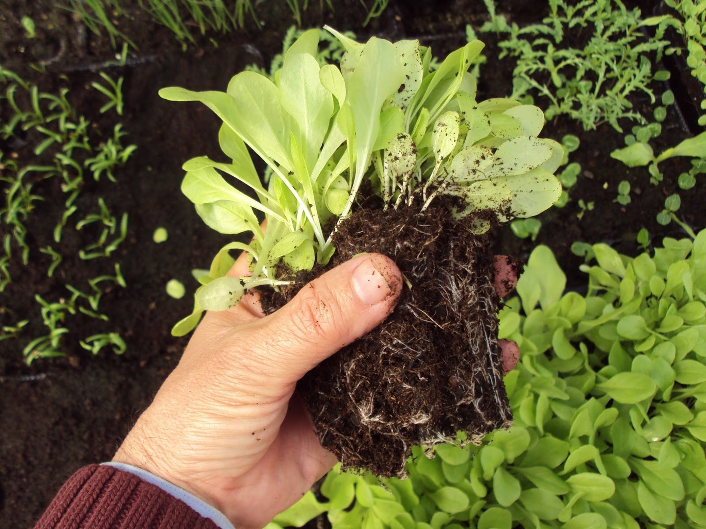 2 º CAPACITACIÓN HUERTA GRANJA AGROECOLÓGICA "VIRGEN DEL ROSARIO"